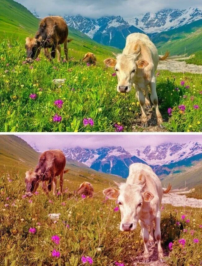 Как выглядит мир глазами. Мириглазами дальтоника. Как видят мир дольтони ки. Мир глазами человека. Как видят кошки.