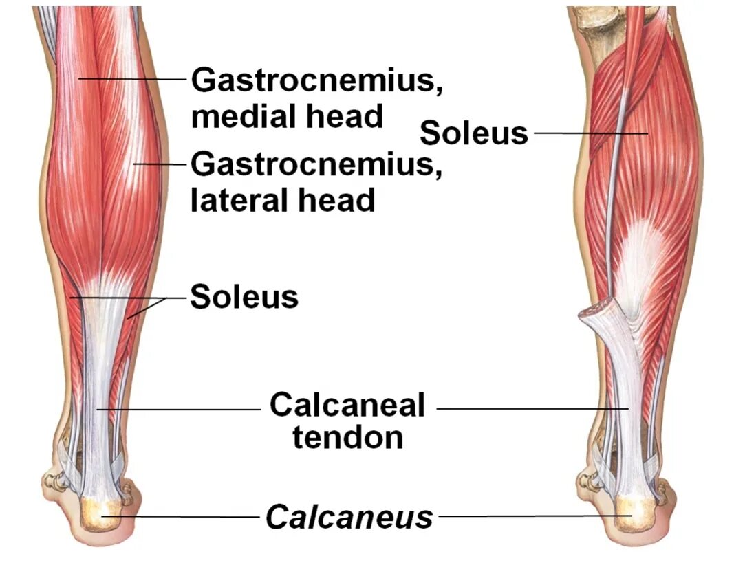 Камбаловидная мышца (m.Soleus). Икроножная мышца (musculus gastrocnemius). Икроножная мышца Soleus. Gastrocnemius мышца.