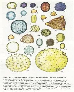 Пыльца разных растений