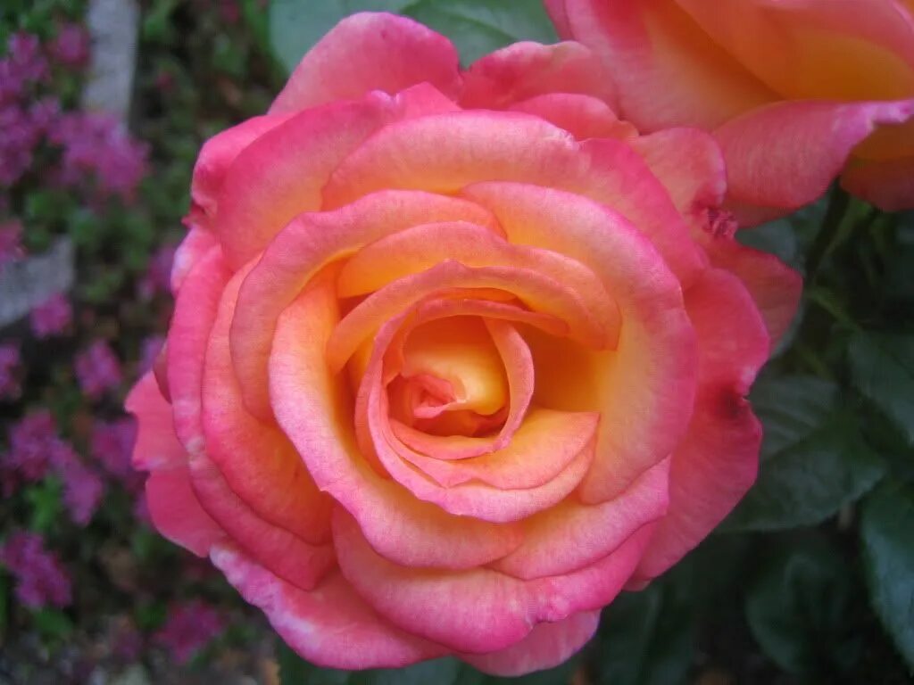 Rose heat. Лето розы. Кусты роз обои. Rose - heat. Bring the heat.