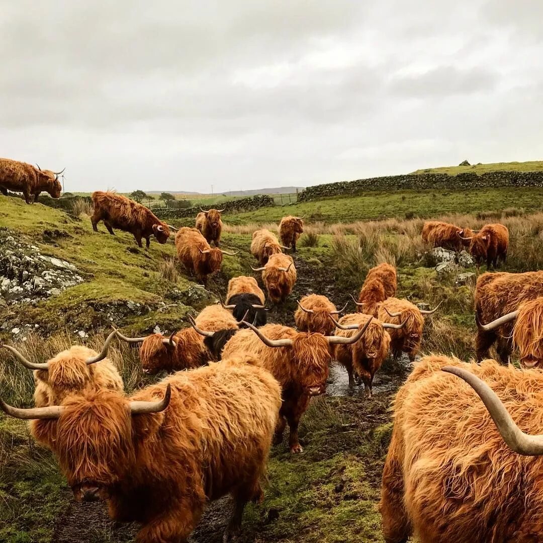 Scotland animal. Хайленд корова. Животные Шотландии. Сельское хозяйство Шотландии. Фауна Шотландии.