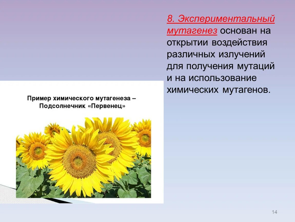 Искусственный мутагенез растений и животных. Экспериментальный мутагенез. экспериментальный мутагенез растений. экспериментальный мутагенез в селекции. искусственный мутагенез.