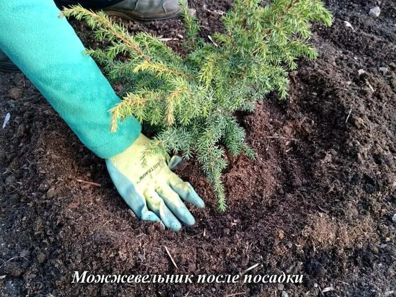 Как пересаживать тую в открытый грунт