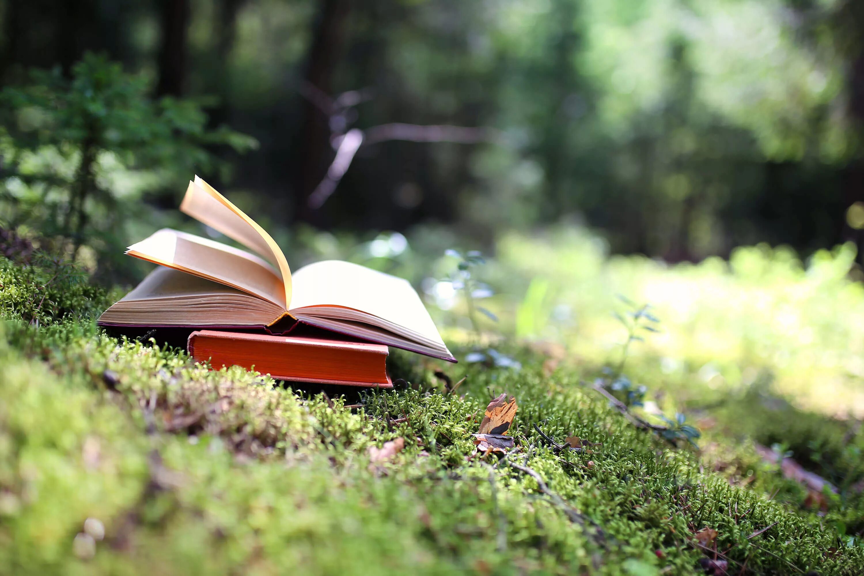 Книжный лес. Книга в лесу. Открытая книга лес. Книжка в лесу. В лесном краю книга