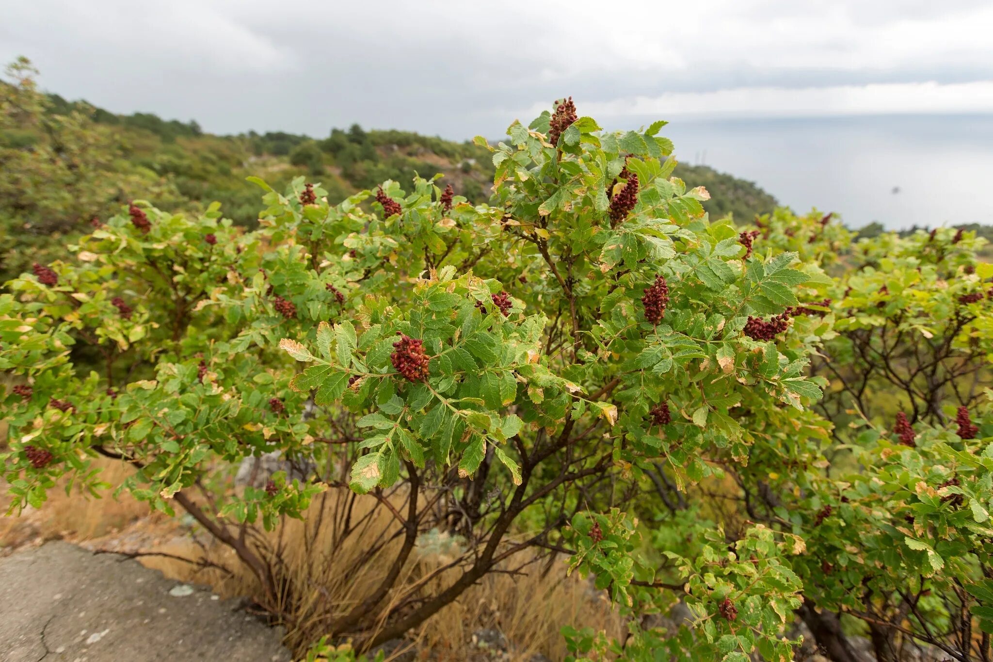 Сумах дубильный. Сумах дубильный кустарник. Rhus coriaria. Сумах дубильный дерево.