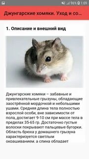Ежедневный хомяк 05.08