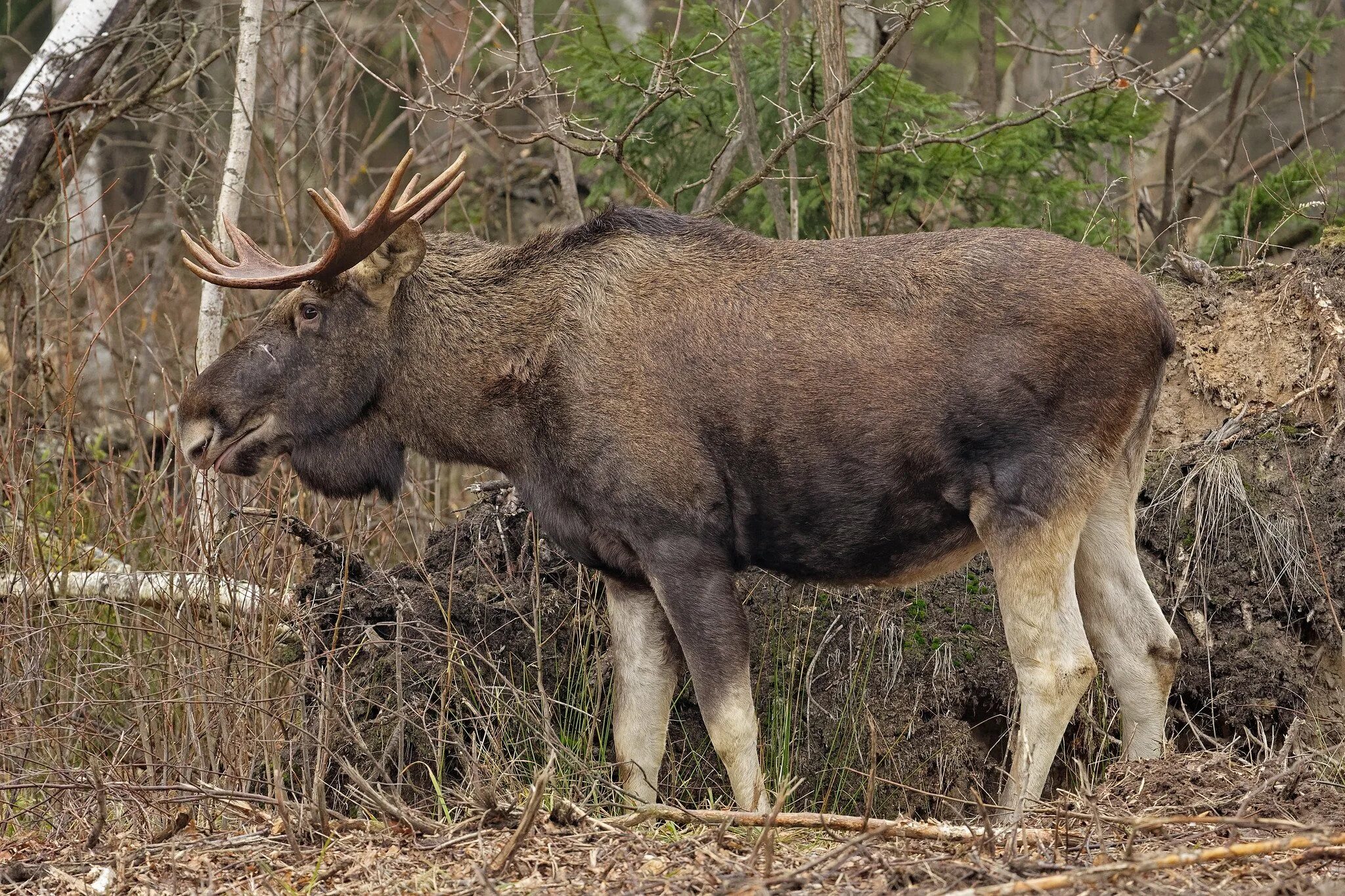 Ой лось. Европейский Лось alces alces. Кавказский Лось. Европейский Лось ареал. Западно Сибирский Лось.