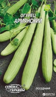 Армянский сорт огурцов