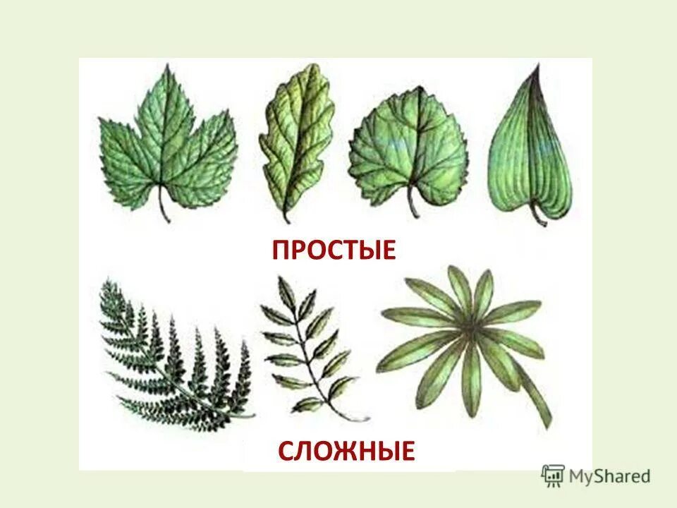 Строение сложных листьев. Растения со сложными листьями. Простые и сложные растения. Простые и сложные растения. Простые и сложные растения.