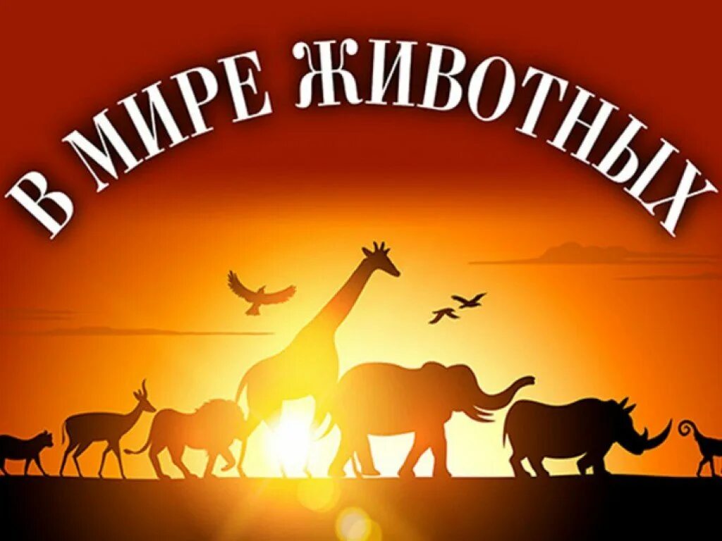 Включи программу в мире животных. Программа в мире животных. в мире животных передача. в мире животных надпись. в мире животных заставка.