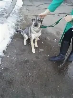 Где находится приют щенячий ангел