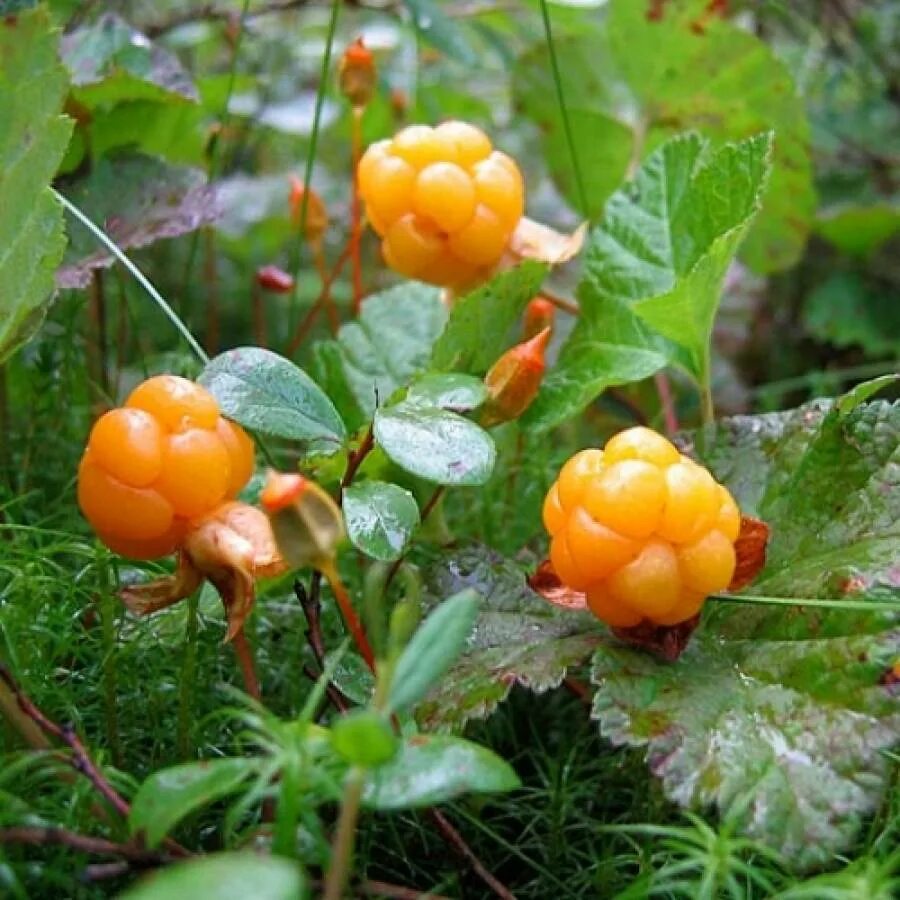 Cloudberry. Морошка в тундре. Морошка Болотная. Северная ягода Морошка. Растения тундры Морошка.