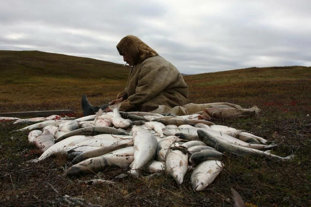 Ямал ненцы охота рыбалка. Ямало-Ненецкий автономный округ рыболовный промысел. Ненцы Ненецкий автономный округ. Полуостров Канин. Работа в ненецком автономном округе
