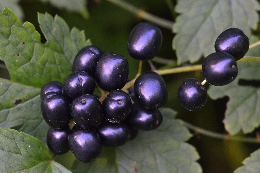 Воронец Колосистый. Воронец Колосистый ягоды. Воронец Колосистый (Actaea spicata). Воронец колосовидный растение. Черные ягоды в лесу