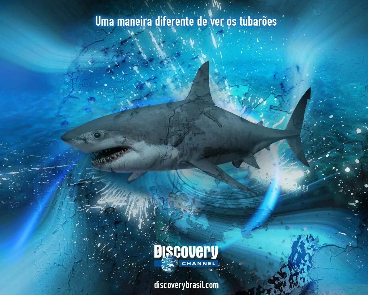 Los tiburones i lost to win