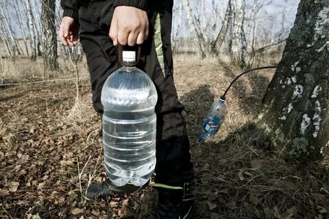Сейчас можно собирать березовый сок