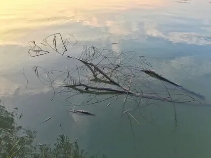 Веточка в воде