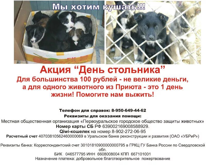 Собачий приют в первоуральске. Приют для животных первоуральск динас. Общество защиты животных первоуральск. Первоуральское городское общество защиты животных. Первоуральский приют вк.