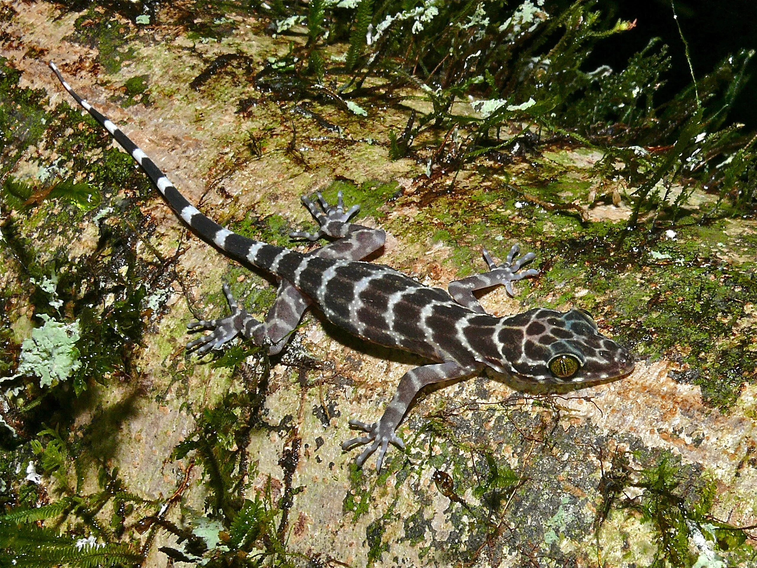 Род ящериц 5. Cyrtodactylus consobrinus. Cyrtodactylus irianjayaensis. Cyrtodactylus zebraicus. Cyrtodactylus intermedius.