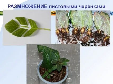 Листовые черенки растения