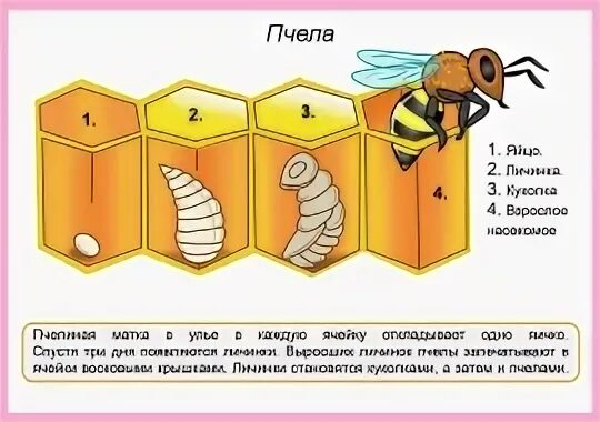 Стадии пчелы. Жизненный цикл пчелы. жизненный цикл пчелы для детей. стадии развития пчелы в картинках. жизненный цикл пчеломаток.