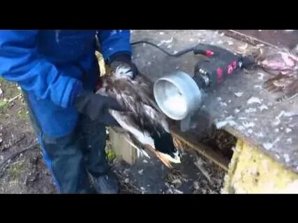 Утку ощипать быстро и легко