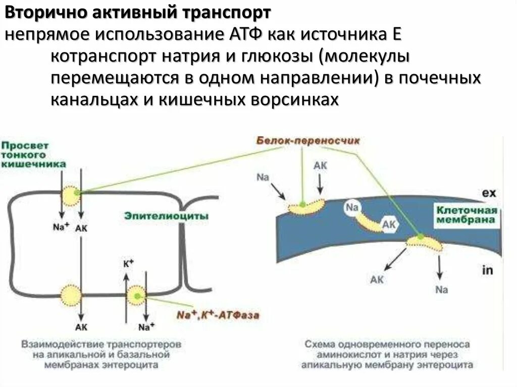 Первичный и вторичный активный транспорт. Первично активный транспорт механизм. Первично активный транспорт биохимия. Вторичный активный транспорт биохимия.