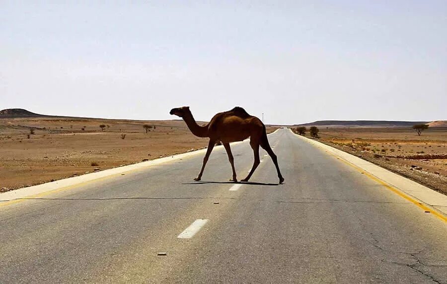 автомобиль верблюжонок. авто верблюды. корабль пустыни машина. автомобиль верблюжонок. верблюд с повозкой.