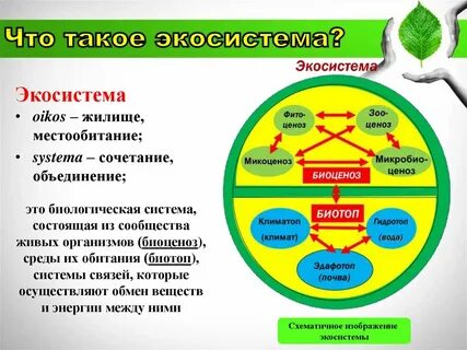 Природные антропогенные экосистемы