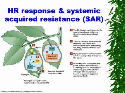 Plant resistance