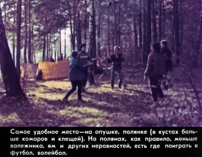 Выйти к опушке расположились на поляне
