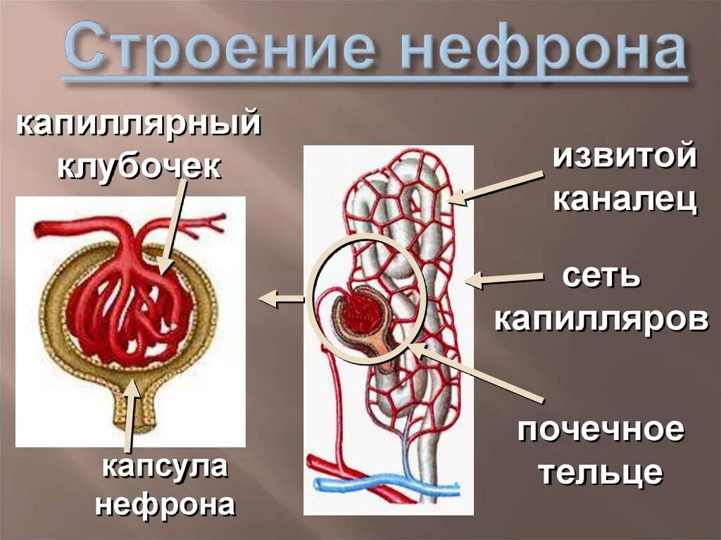 Строение клубочка нефрона почки. Строение почки капсула нефрона. Строение нефрона почечное тельце. Строение капиллярного клубочка нефрона. Нефрон капсула боумена