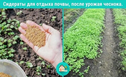Сидераты для огорода осенью что лучше