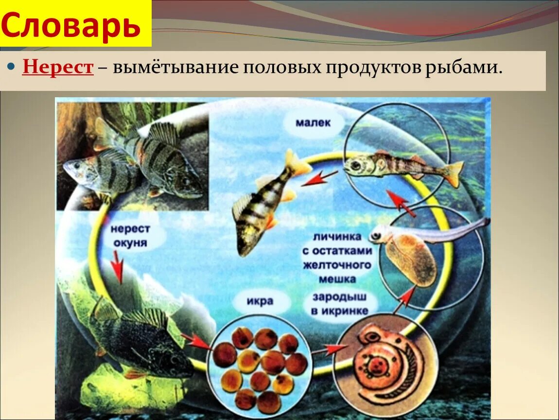 Рыба урок биология. Жизненный цикл рыб 7 класс биология. Цикл развития рыбы схема. Размножение и развитие рыб. Этапы размножения рыб.