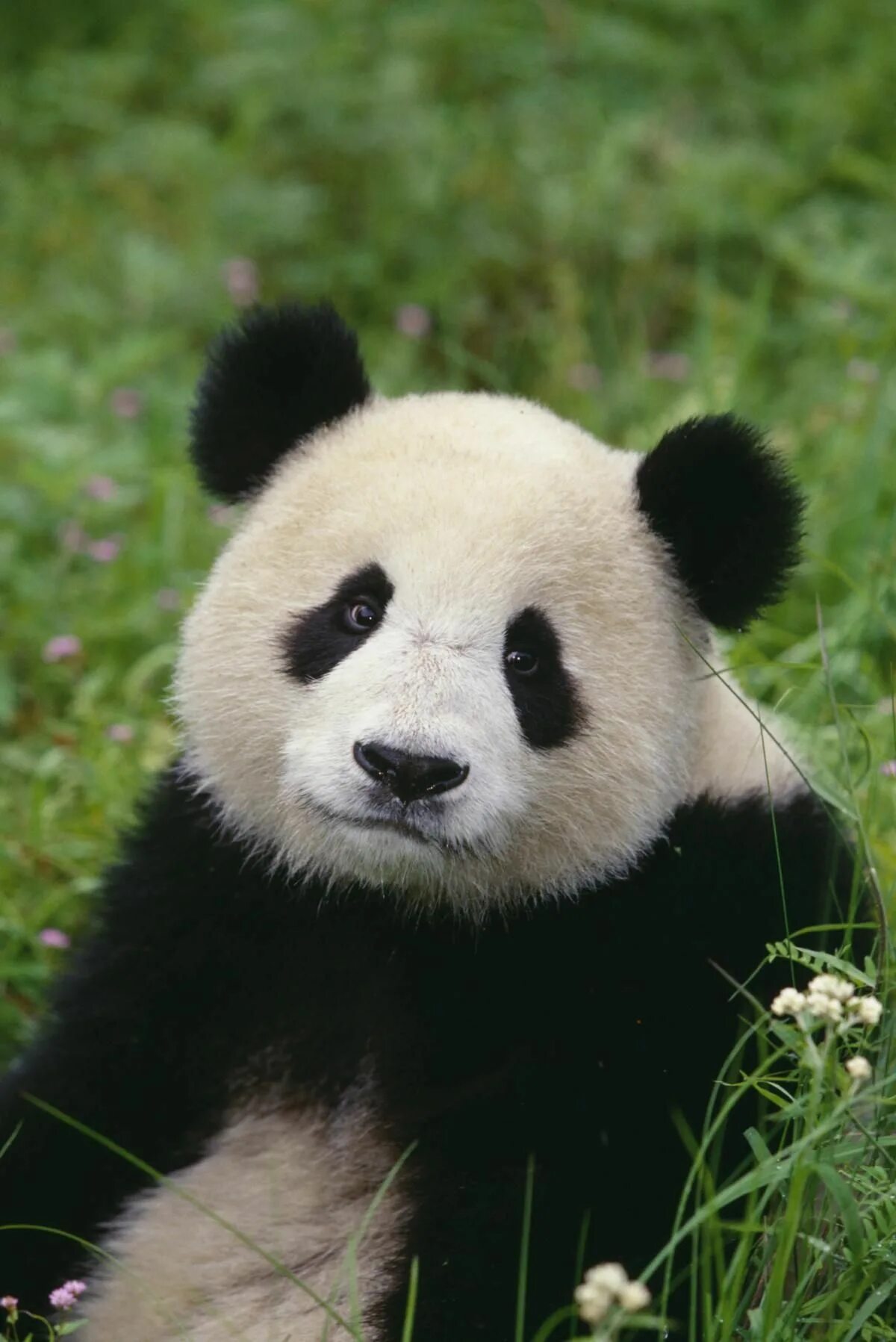 Pandas endangered