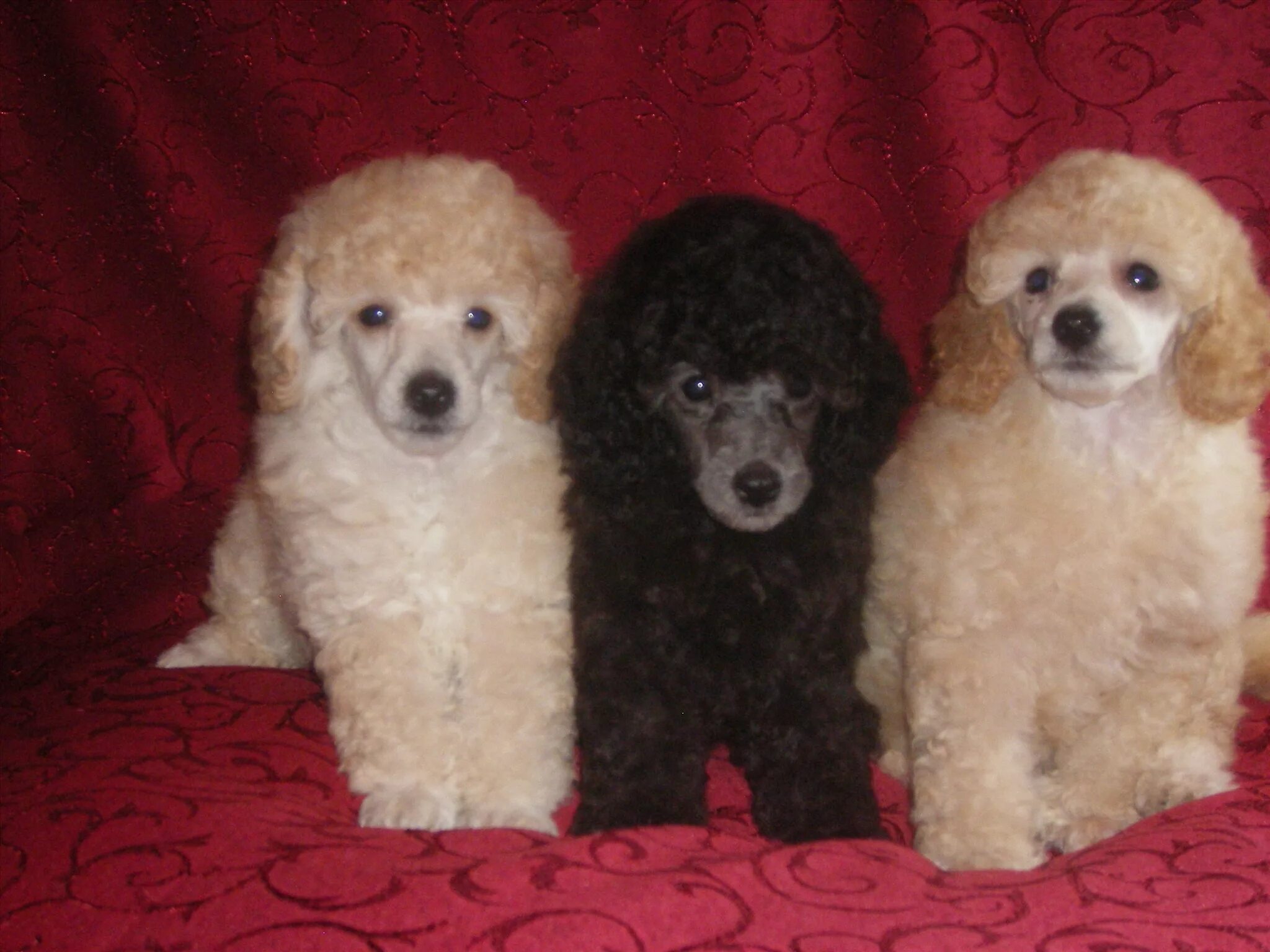 щенки пуделя недорого