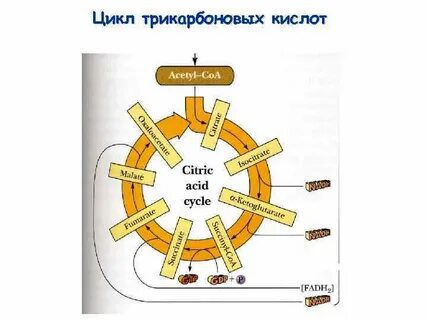 40 циклов