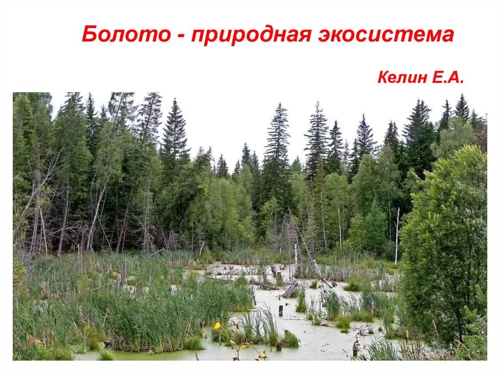 Экосистема болота. Болото в тайге. Болота в еловом лесу. Болото вид экосистемы.