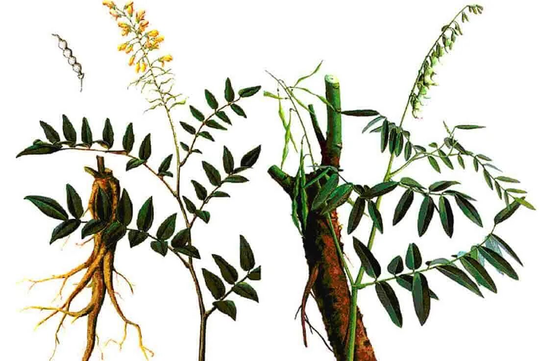 Sophora japonica. Софора узколистная. Растение софора желтеющая. Софора японская растение. Софора японская лечебные свойства и применение