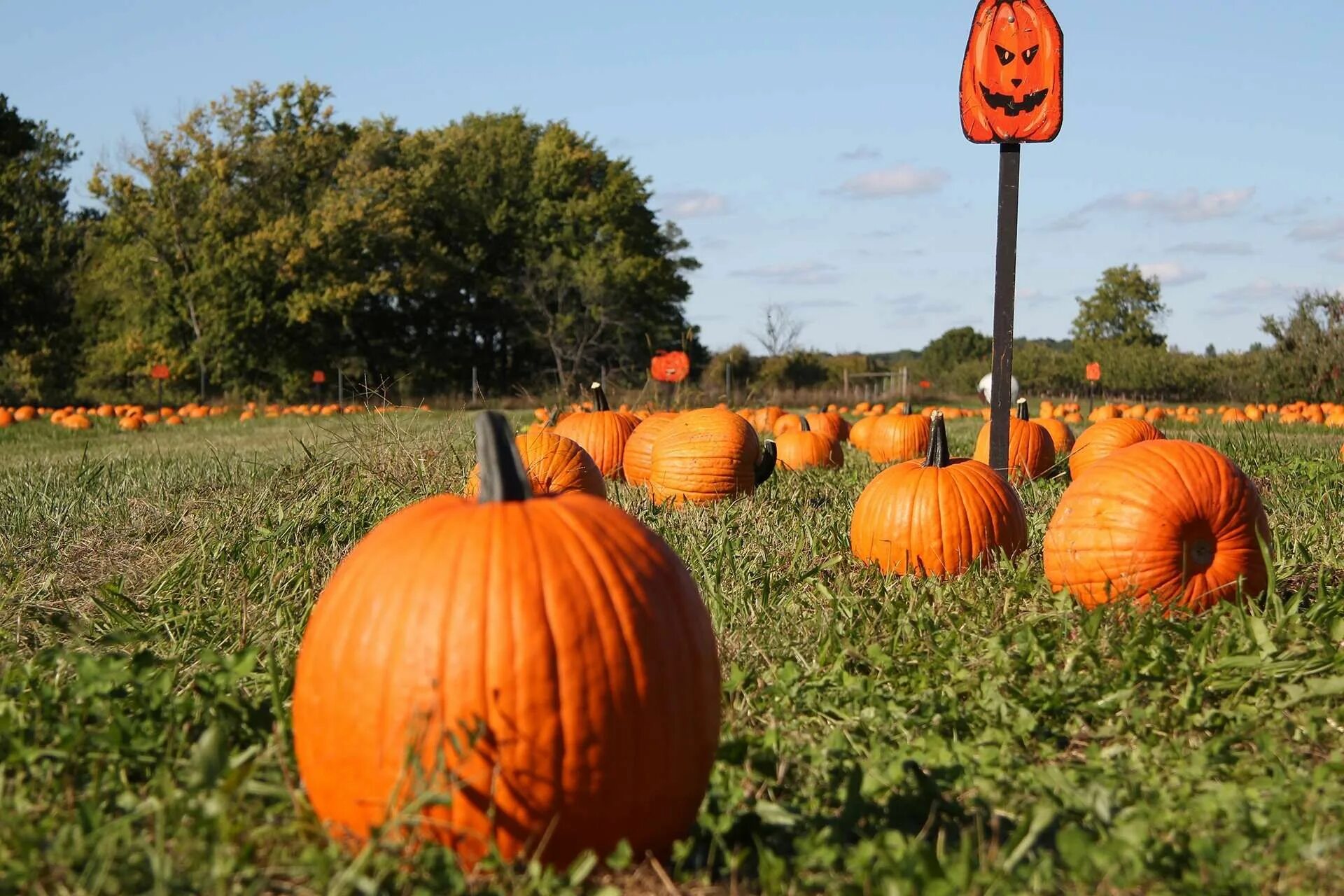 You could be pumpkin. Тыква сорт гигант атлантик. Pumpkin fresh спрей. Тыква коннектикут филд. Сочная тыква.