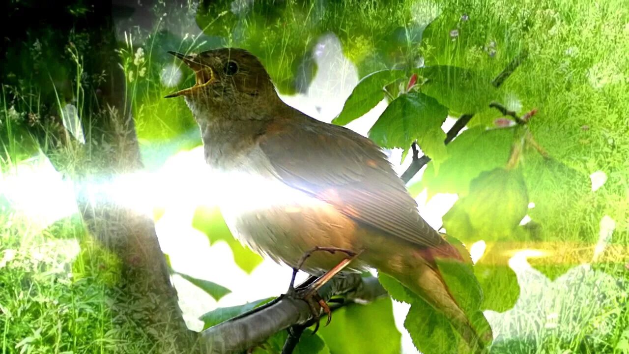 Природа пение птиц для сна. Виды природы. Релакс пение птиц. Звуки природы, шум леса, пение птиц. Футаж природа.