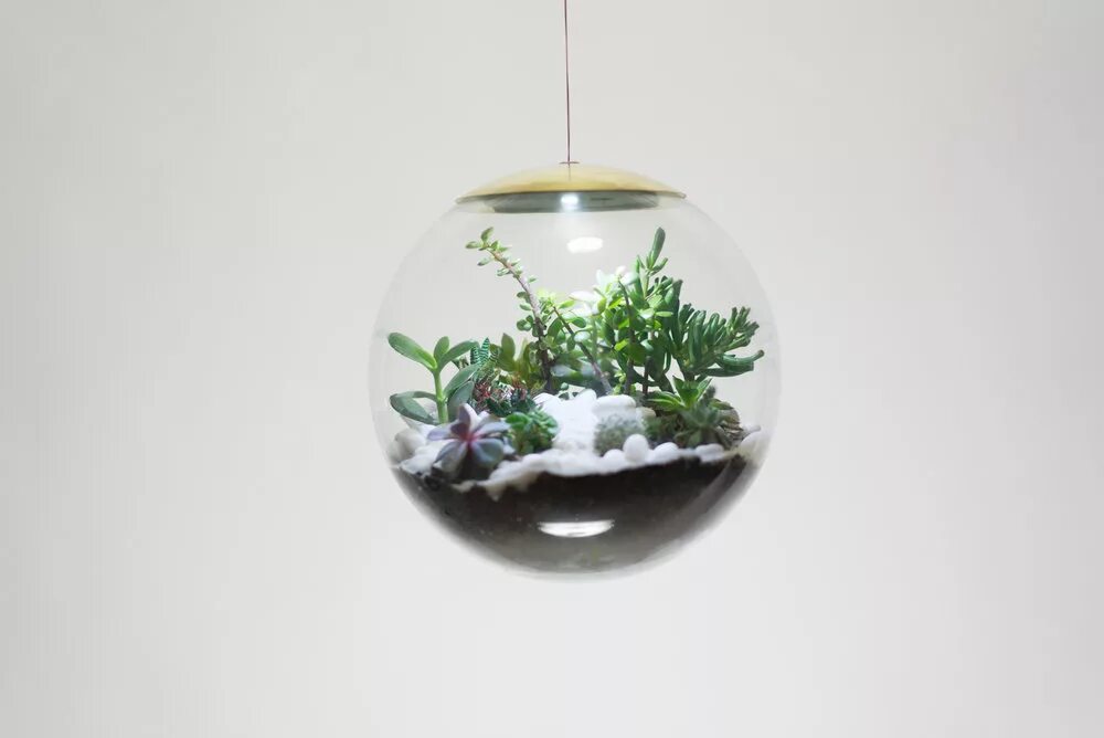 Аквариум в шаре. Аквариум шар. Подвесной аквариум. Светильник для растений. Светильник с зеленью.