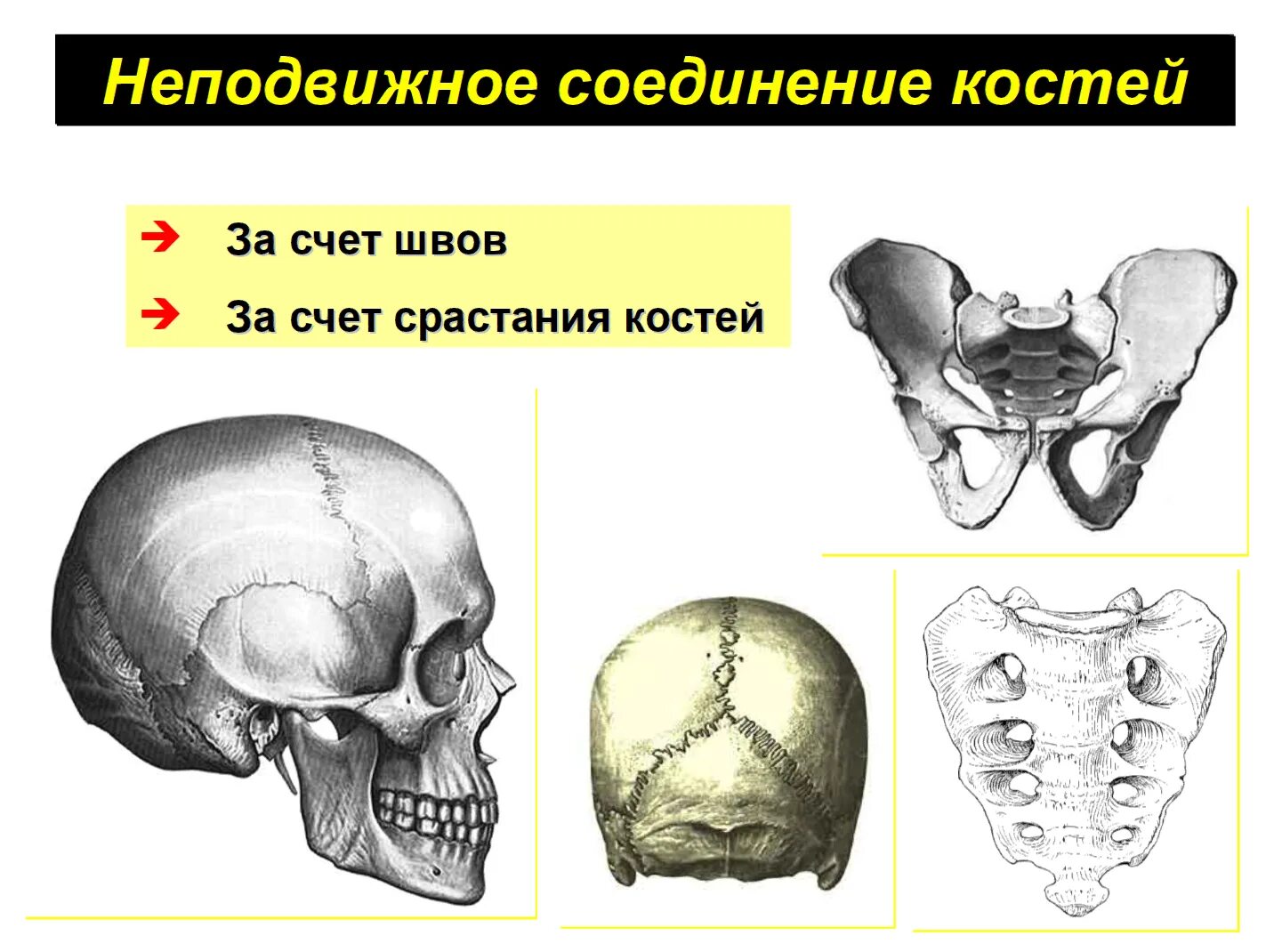 Неподвижные полуподвижные и подвижные соединения костей. Кости черепа неподвижные соединения. Кости с неподвижным соединением. Типы соединения костей.