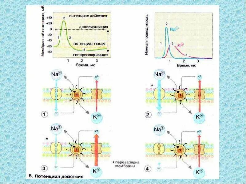 Гиперполяризация потенциала действия. Поляризация нервной клетки. Гиперполяризация мембраны это в физиологии. Поляризация и деполяризация мембраны.