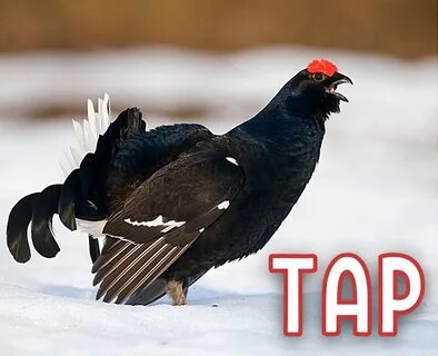 Тетерев зимой