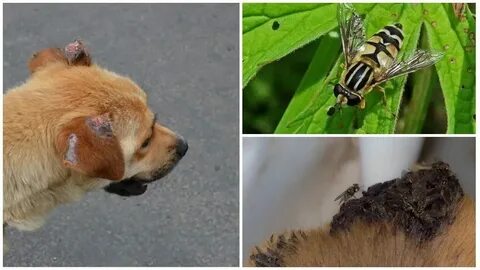 Собака съела муху