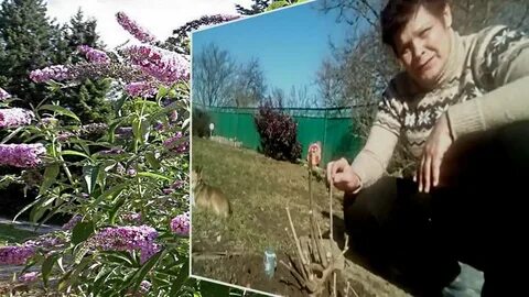 Буддлея обрезка весной