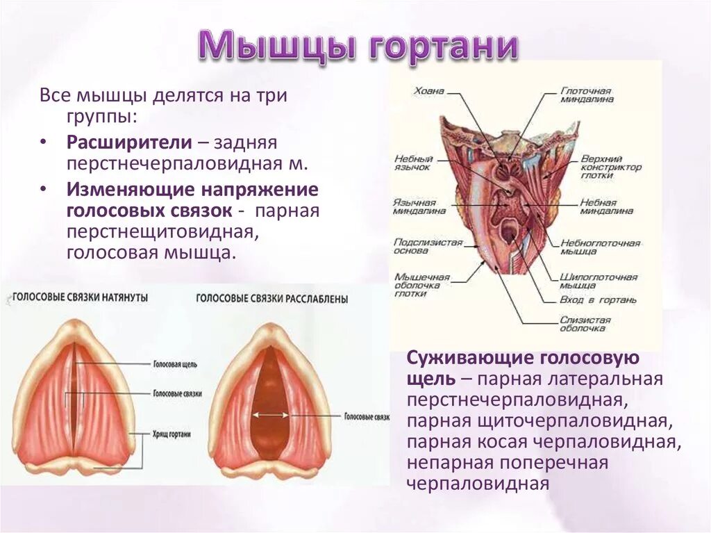 Дал в гортань. Мышцы суживающие гортань. Строение голосовых связок. Строение связочного аппарата гортани. Гортань мышцы анатомия строения.