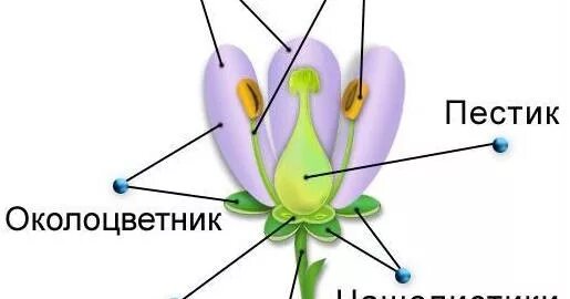 Как называется совокупность лепестков цветка