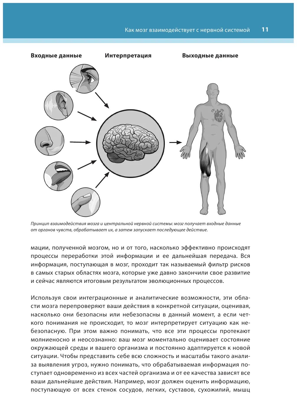 Книга тело мозг